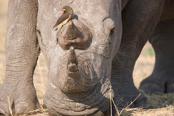 0811 ZIM_W5F1581