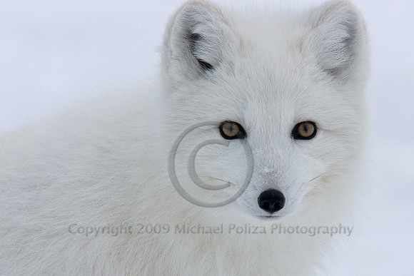 Lady in White (Polar Fox)