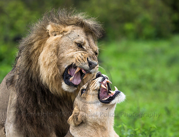Mating lions