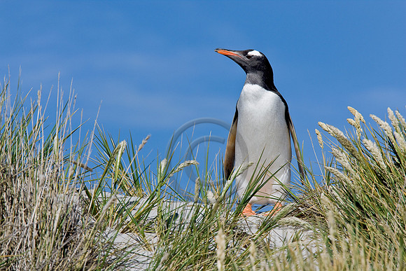 Single Gentoo Penguin
