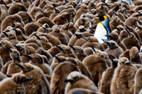 One in a Million (King Penguin)