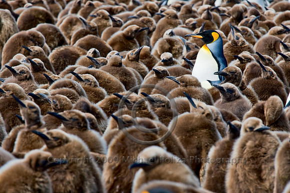 One in a Million (King Penguin)