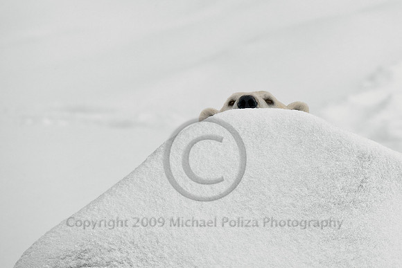 I´m Hiding (Polar Bear)