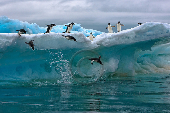 Time to Swim (Adélie Penguins)