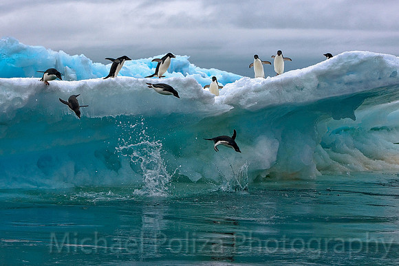 Time to Swim (Adélie Penguins)